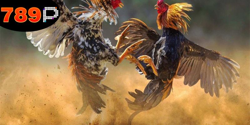 Mẹo Đá Gà Thắng Lớn - Kỹ Năng Để Nâng Cao Tỉ Lệ Thắng 5 Đánh giá đối thủ là mẹo đá gà thắng lớn.