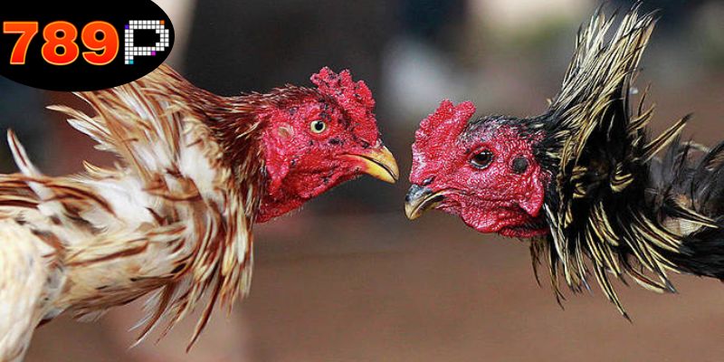 Mẹo Đá Gà Thắng Lớn - Kỹ Năng Để Nâng Cao Tỉ Lệ Thắng 6 Quản lý tài chính là mẹo đá gà thắng lớn.